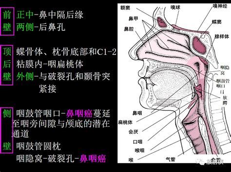 咽喉位置|喉部（Larynx）和咽部（Pharynx）